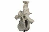 Fossil Phytosaur Vertebra With Metal Stand - Arizona #242298-2